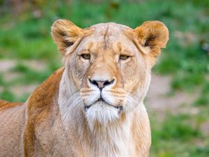 Preview wallpaper african lion, lioness, predator, big cat