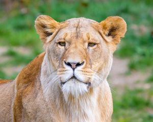 Preview wallpaper african lion, lioness, predator, big cat