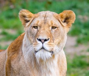 Preview wallpaper african lion, lioness, predator, big cat