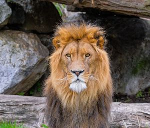 Preview wallpaper african lion, predator, big cat, animal