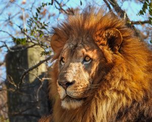 Preview wallpaper african lion, predator, big cat