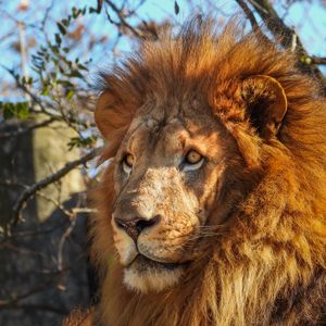 Preview wallpaper african lion, predator, big cat