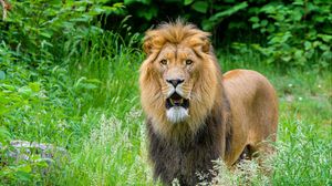 Preview wallpaper african lion, predator, big cat, grass