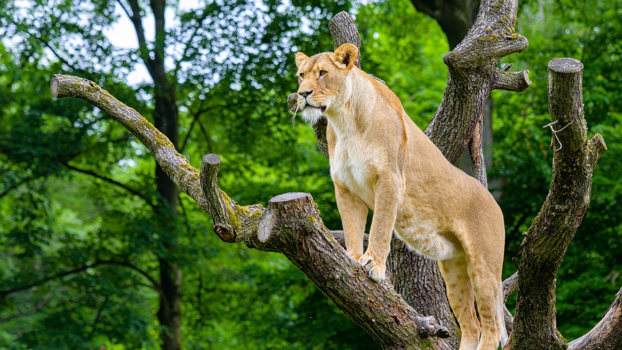 Wallpaper african lioness, predator, big cat, tree