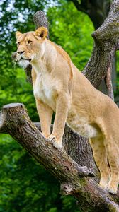 Preview wallpaper african lioness, predator, big cat, tree