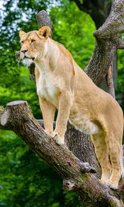 Preview wallpaper african lioness, predator, big cat, tree