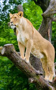 Preview wallpaper african lioness, predator, big cat, tree
