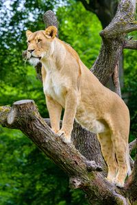 Preview wallpaper african lioness, predator, big cat, tree