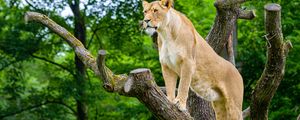 Preview wallpaper african lioness, predator, big cat, tree