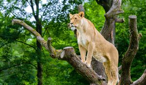 Preview wallpaper african lioness, predator, big cat, tree