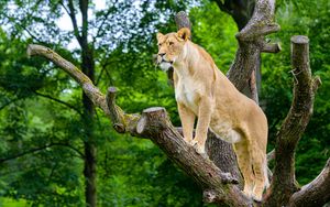 Preview wallpaper african lioness, predator, big cat, tree