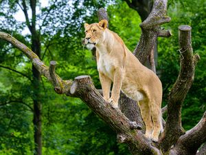 Preview wallpaper african lioness, predator, big cat, tree