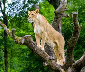 Preview wallpaper african lioness, predator, big cat, tree