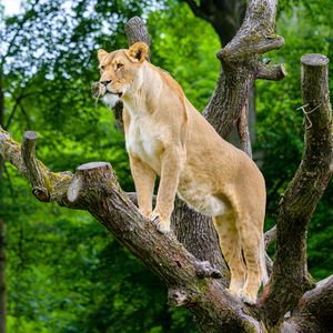 Preview wallpaper african lioness, predator, big cat, tree
