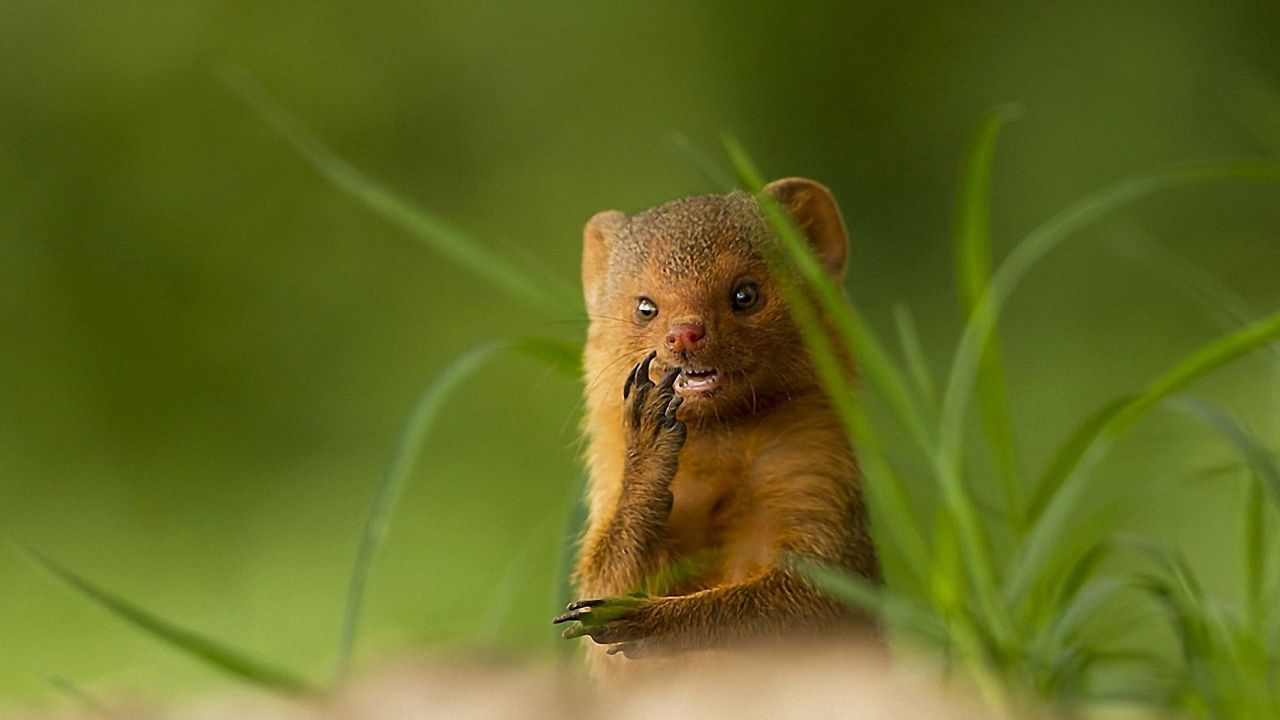 Wallpaper african mongoose, muzzle, small animal, unusual, grass