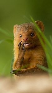 Preview wallpaper african mongoose, muzzle, small animal, unusual, grass