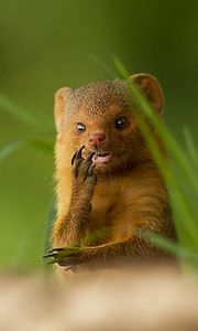 Preview wallpaper african mongoose, muzzle, small animal, unusual, grass