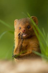 Preview wallpaper african mongoose, muzzle, small animal, unusual, grass