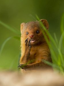 Preview wallpaper african mongoose, muzzle, small animal, unusual, grass