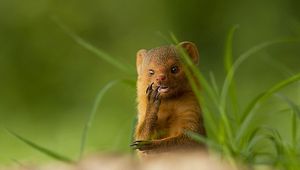 Preview wallpaper african mongoose, muzzle, small animal, unusual, grass