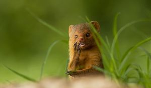 Preview wallpaper african mongoose, muzzle, small animal, unusual, grass