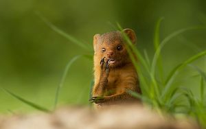 Preview wallpaper african mongoose, muzzle, small animal, unusual, grass