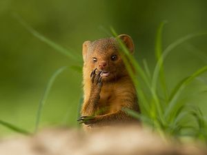 Preview wallpaper african mongoose, muzzle, small animal, unusual, grass