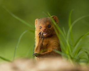 Preview wallpaper african mongoose, muzzle, small animal, unusual, grass