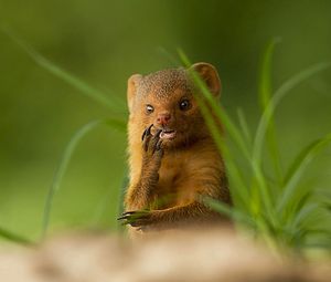 Preview wallpaper african mongoose, muzzle, small animal, unusual, grass