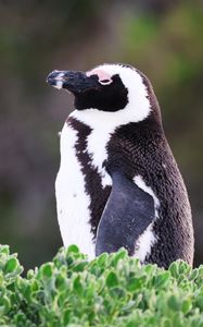 Preview wallpaper african penguin, penguin, leaves, plants