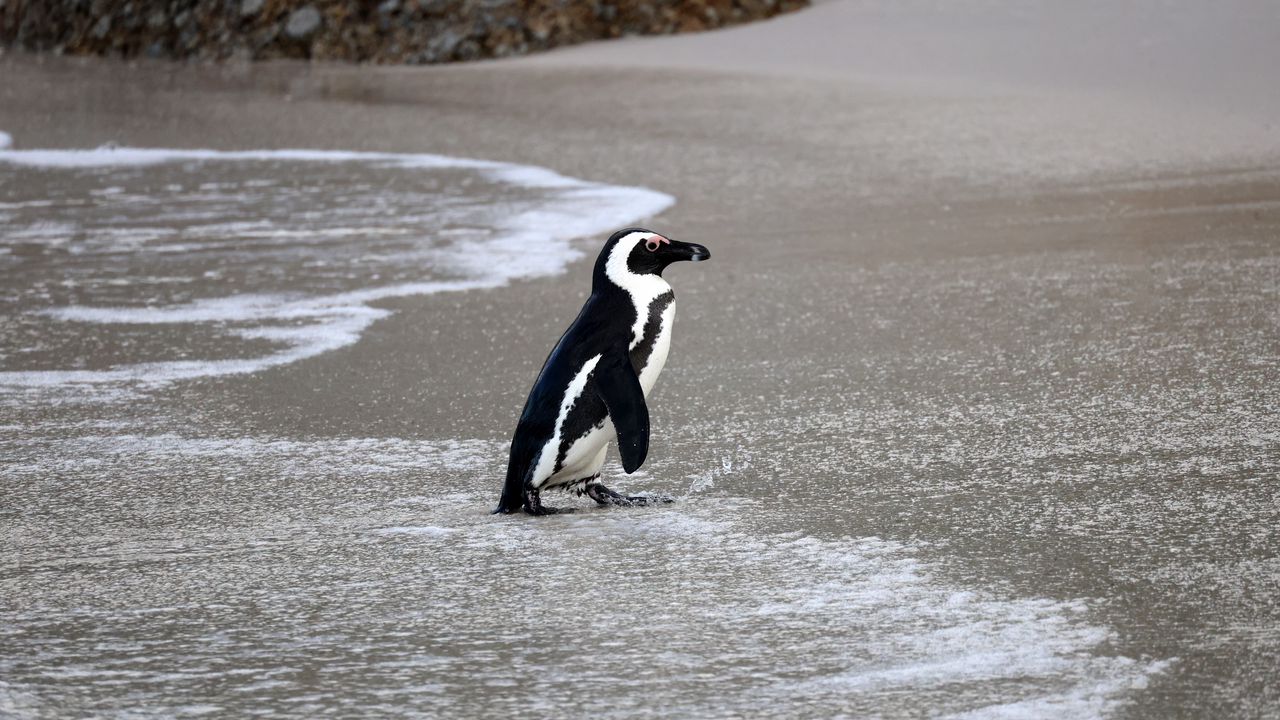 Wallpaper african penguin, penguin, water, shore, wildlife