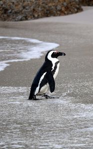 Preview wallpaper african penguin, penguin, water, shore, wildlife