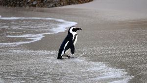 Preview wallpaper african penguin, penguin, water, shore, wildlife