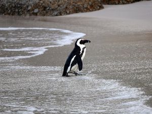 Preview wallpaper african penguin, penguin, water, shore, wildlife