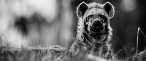 Preview wallpaper african wild dog, bw, wildlife