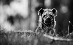 Preview wallpaper african wild dog, bw, wildlife