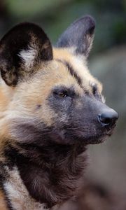 Preview wallpaper african wild dog, muzzle, predator