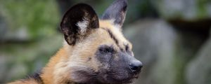 Preview wallpaper african wild dog, muzzle, predator