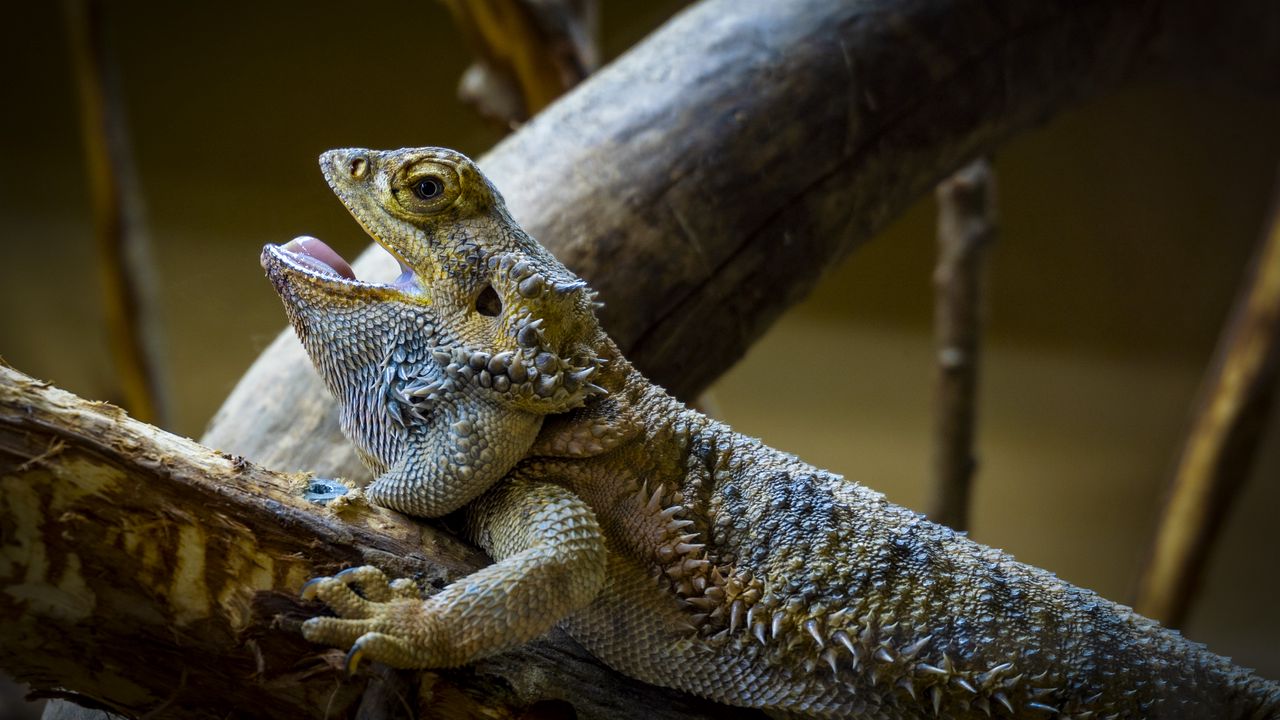 Wallpaper agama, lizard, reptile, wildlife