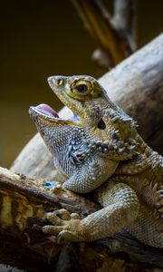 Preview wallpaper agama, lizard, reptile, wildlife