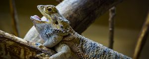 Preview wallpaper agama, lizard, reptile, wildlife