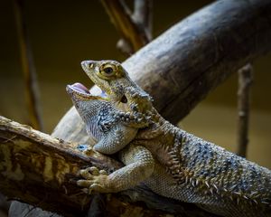 Preview wallpaper agama, lizard, reptile, wildlife