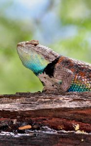 Preview wallpaper agama, lizard, reptile, wood