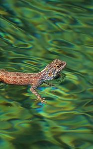 Preview wallpaper agama, lizard, reptile, water