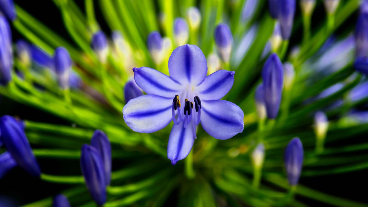 Wallpaper agapanthus, flower, blue, macro, plant