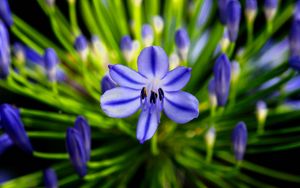 Preview wallpaper agapanthus, flower, blue, macro, plant