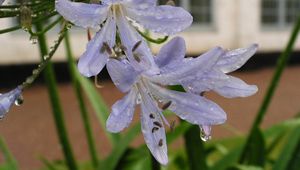 Preview wallpaper agapanthus, flower, drop, freshness, flowerbed, close-up