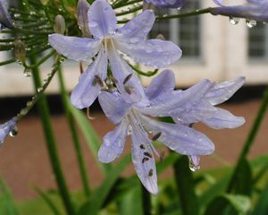 Preview wallpaper agapanthus, flower, drop, freshness, flowerbed, close-up