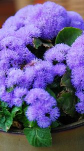 Preview wallpaper ageratum, flower, fluffy, leaves, pot