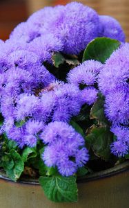 Preview wallpaper ageratum, flower, fluffy, leaves, pot